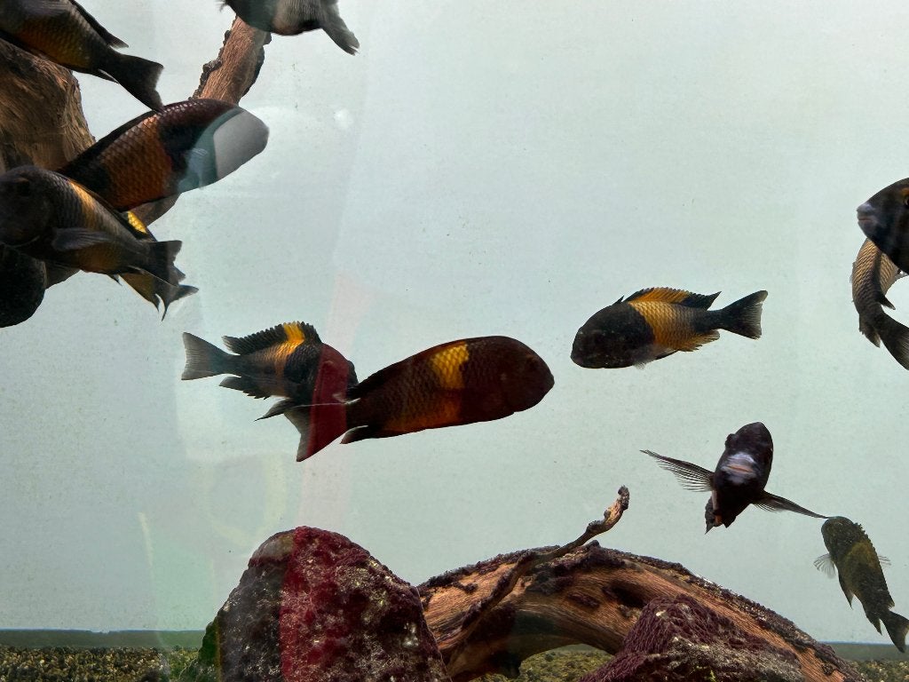 Tropheus Moorii Orange - Bemba - Cichlidé du Tanganyika, Poisson, Poisson d'eau douce
