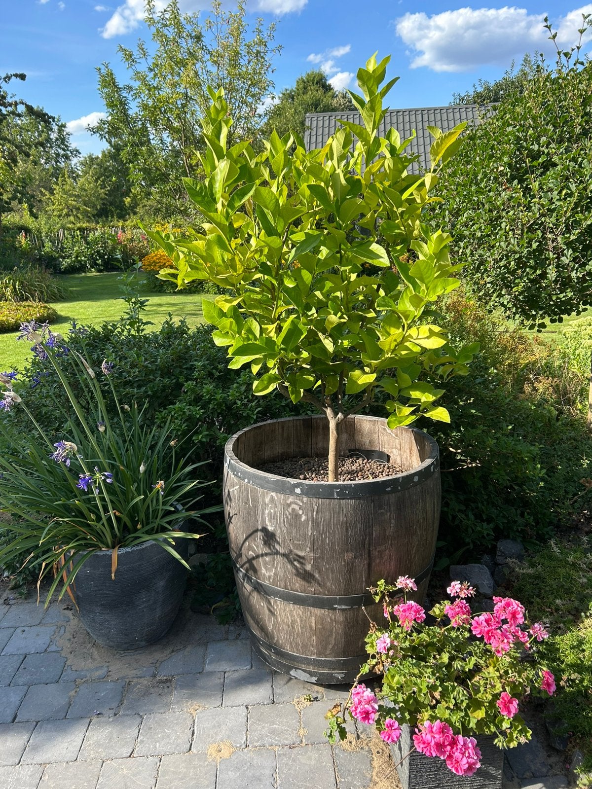 Citroenboom in wijnvat, Tuin en Terras, Ophalen