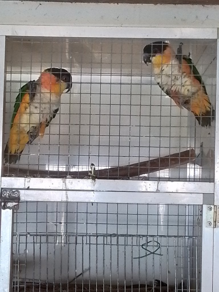 koppel caiques 2023., Plusieurs animaux, Perroquet, Domestique