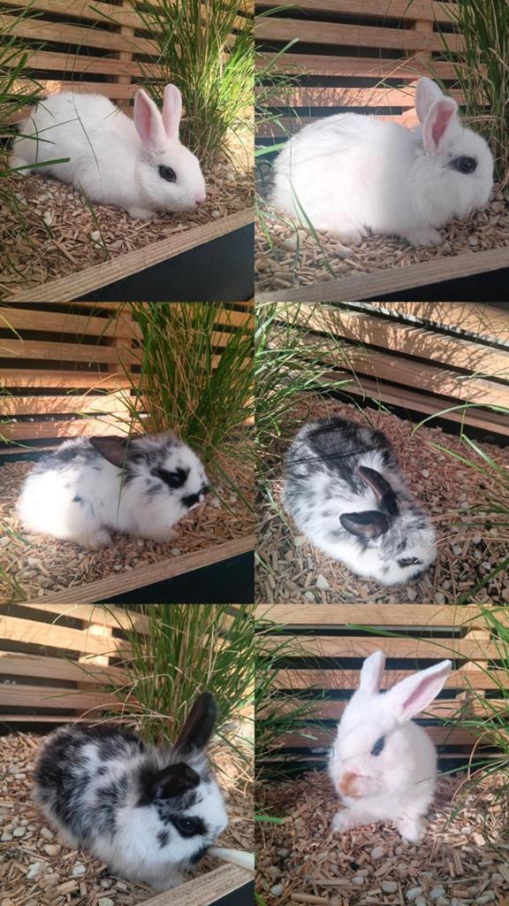 6 dwergkonijntjes te koop, Dieren en Toebehoren