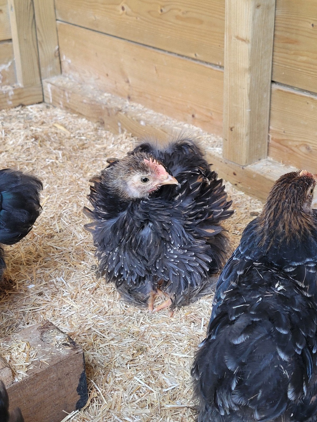 cochin kriel haantje, Dieren en Toebehoren