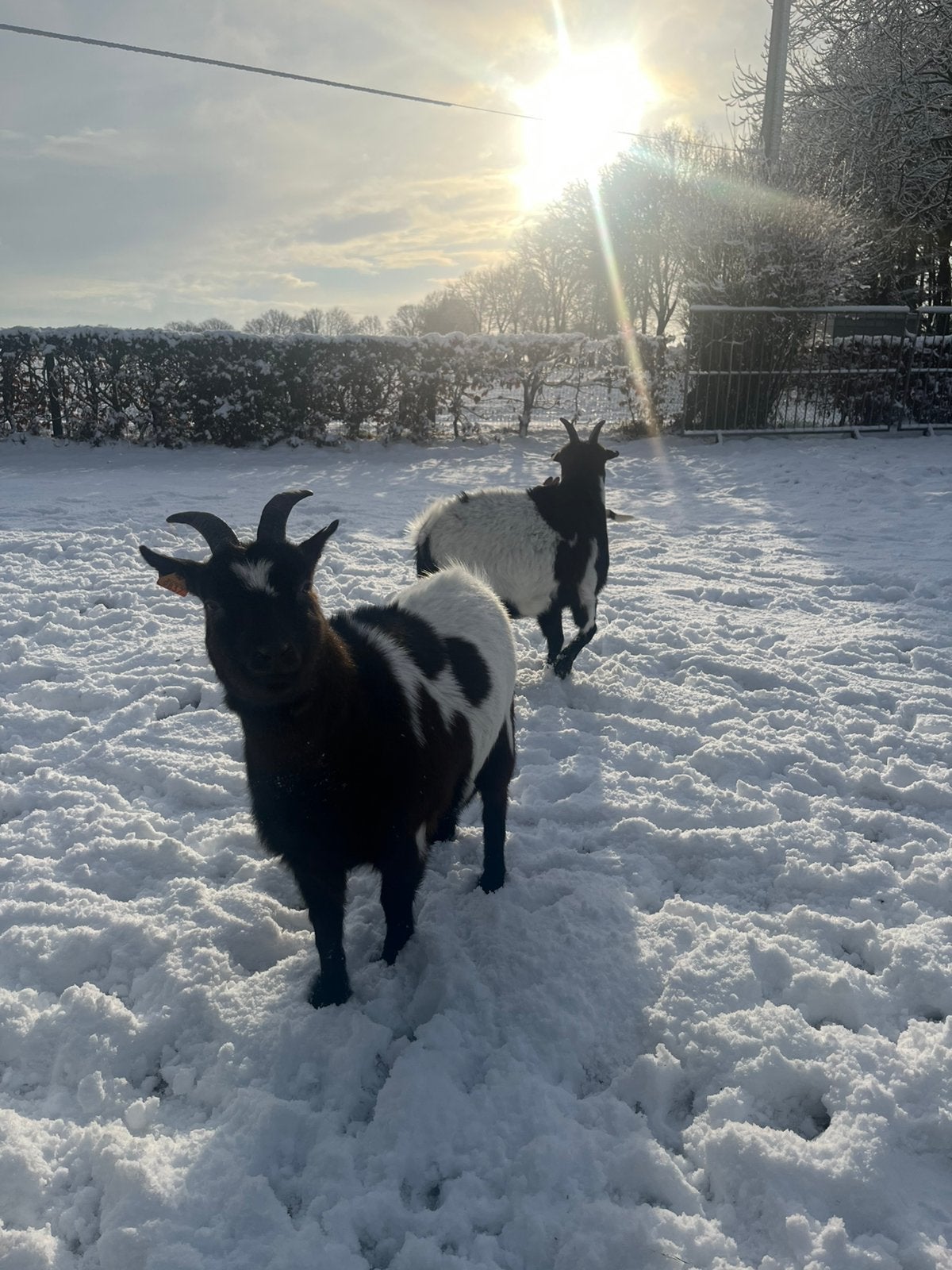 Bokjes te koop, Dieren en Toebehoren, Schapen, Geiten en Varkens