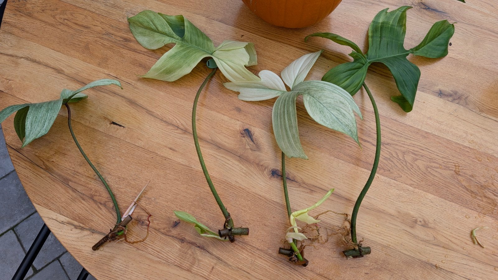 philodendron Florida ghost stek, Huis en Inrichting, Ophalen