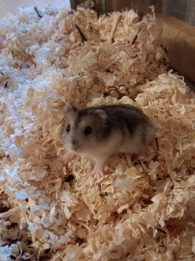 Russische dwerghamster, Dieren en Toebehoren, Knaagdieren, April, Hamster, Tam