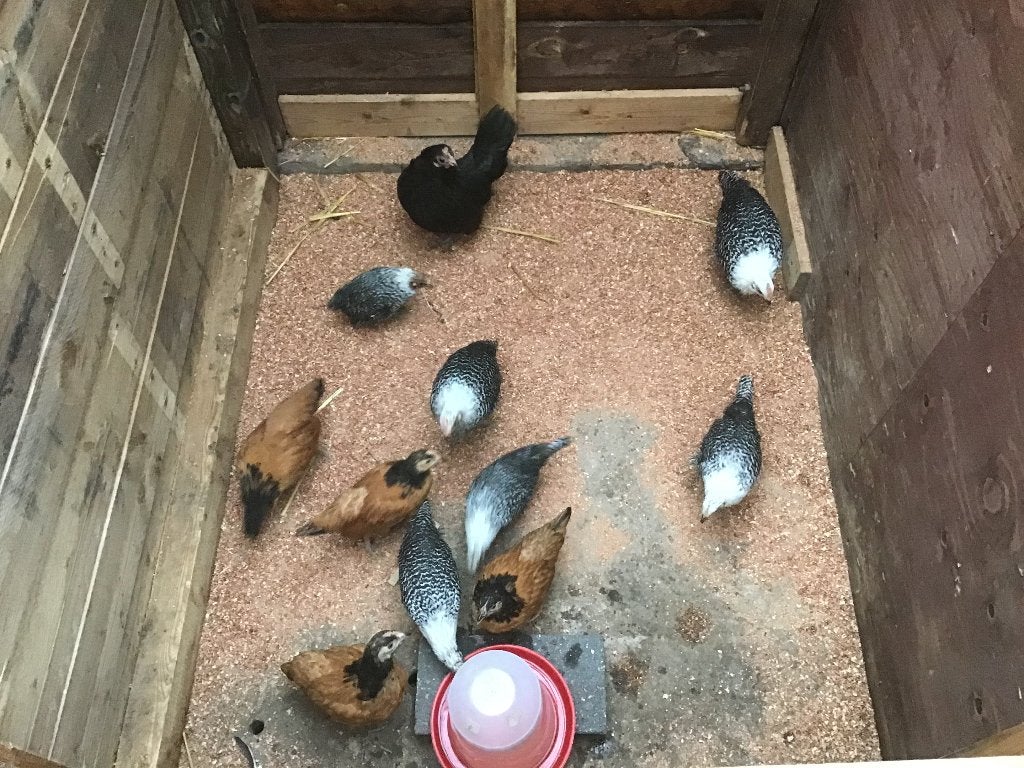 Jonge Vorwerk, Femelle, Poule ou poulet