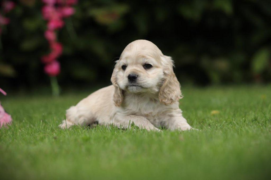 Creme Cocker, chiots Cocker américains à vendre, Animaux & Accessoires, Plusieurs, Hépatite contagieuse (maladie de Rubarth), Belgique