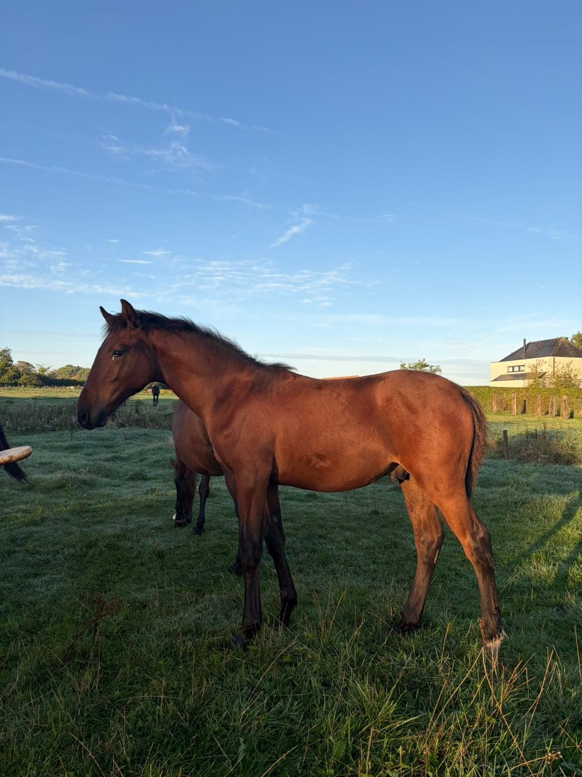 veulen te koop, Dieren en Toebehoren, Pony's, Hengst