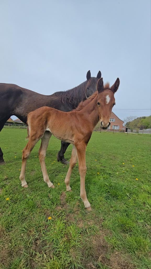 Zwarte merrie met half quarter merrieveulen, Dieren en Toebehoren, Merrie, Ontwormd