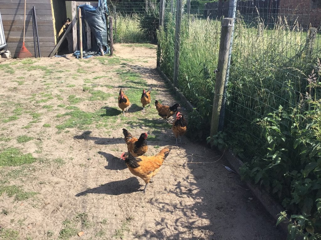 Jonge Vorwerk en Zilverbrakel haan, Dieren en Toebehoren, Pluimvee, Kip, Geslacht onbekend