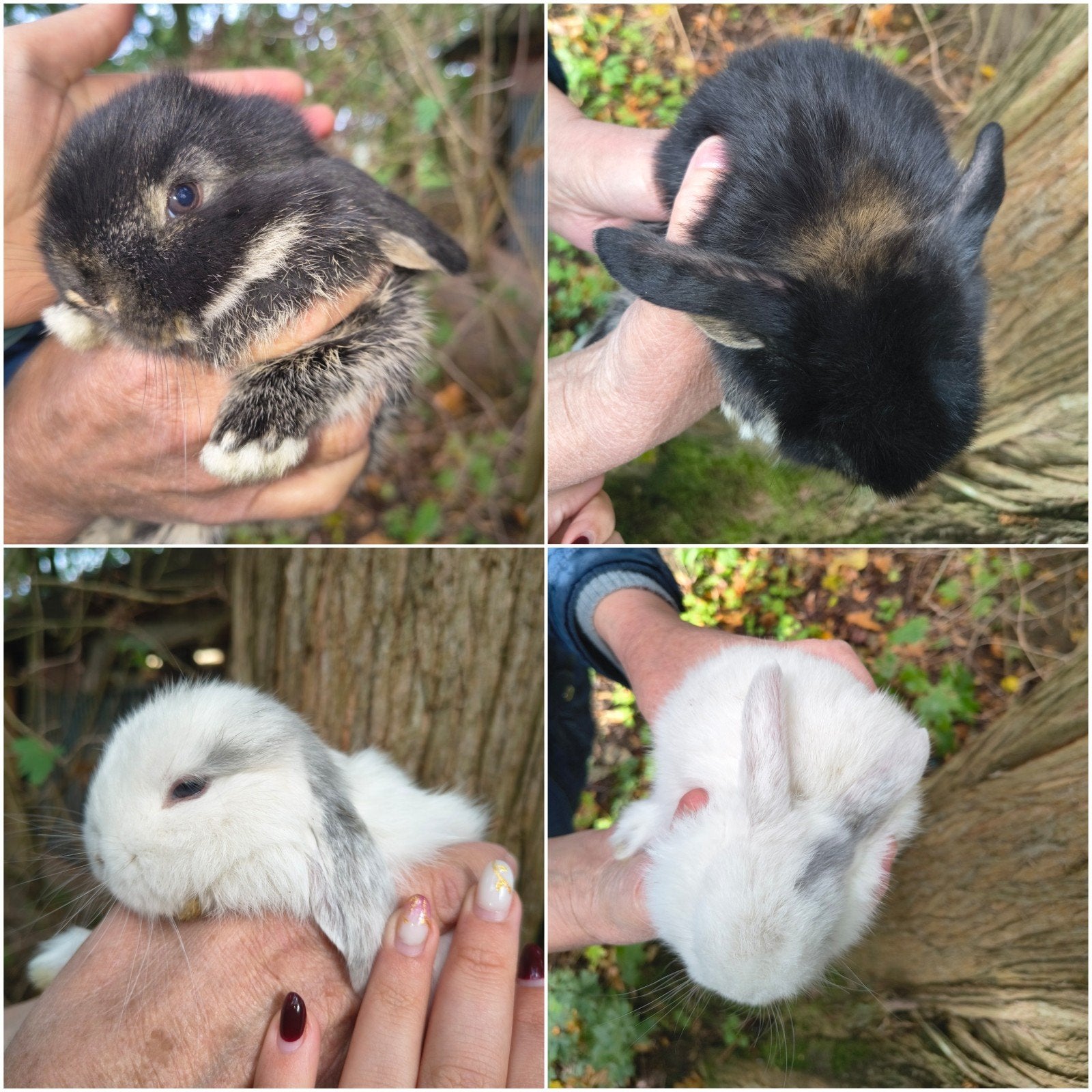Heel leuk duo NHD dwergkonijn tjes, Meerdere dieren, Dwerg, Hangoor, 0 tot 2 jaar