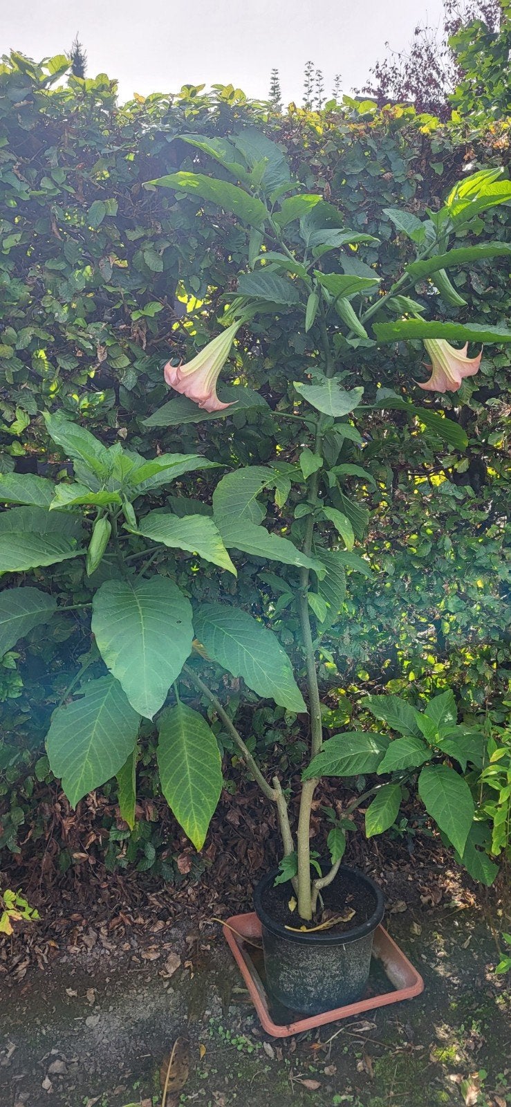 grote brugmansia geel of roze., Tuin en Terras, Ophalen