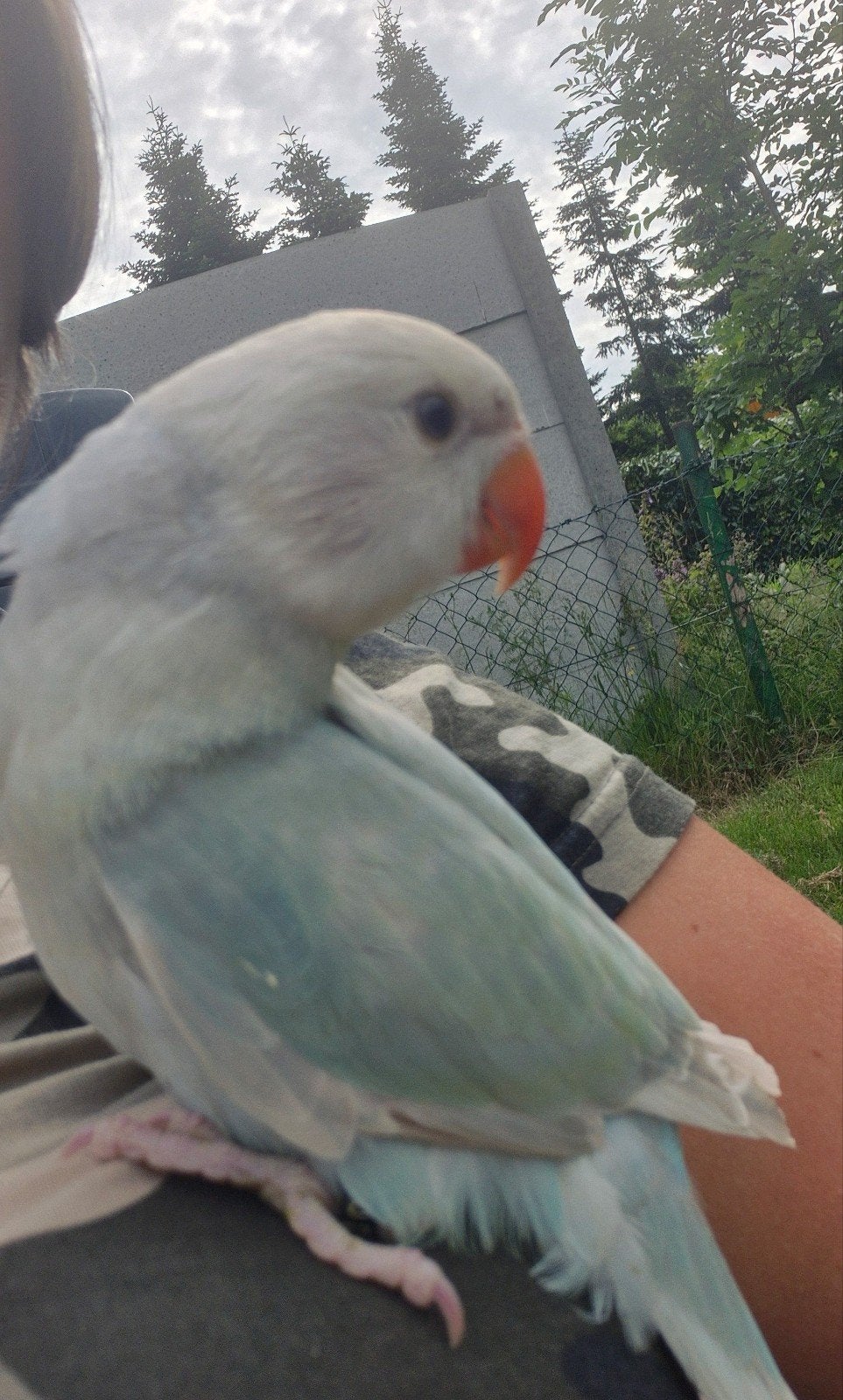 Super tamme halsbandparkiet 9 weken, Dieren en Toebehoren, Vogels | Parkieten en Papegaaien, Tam