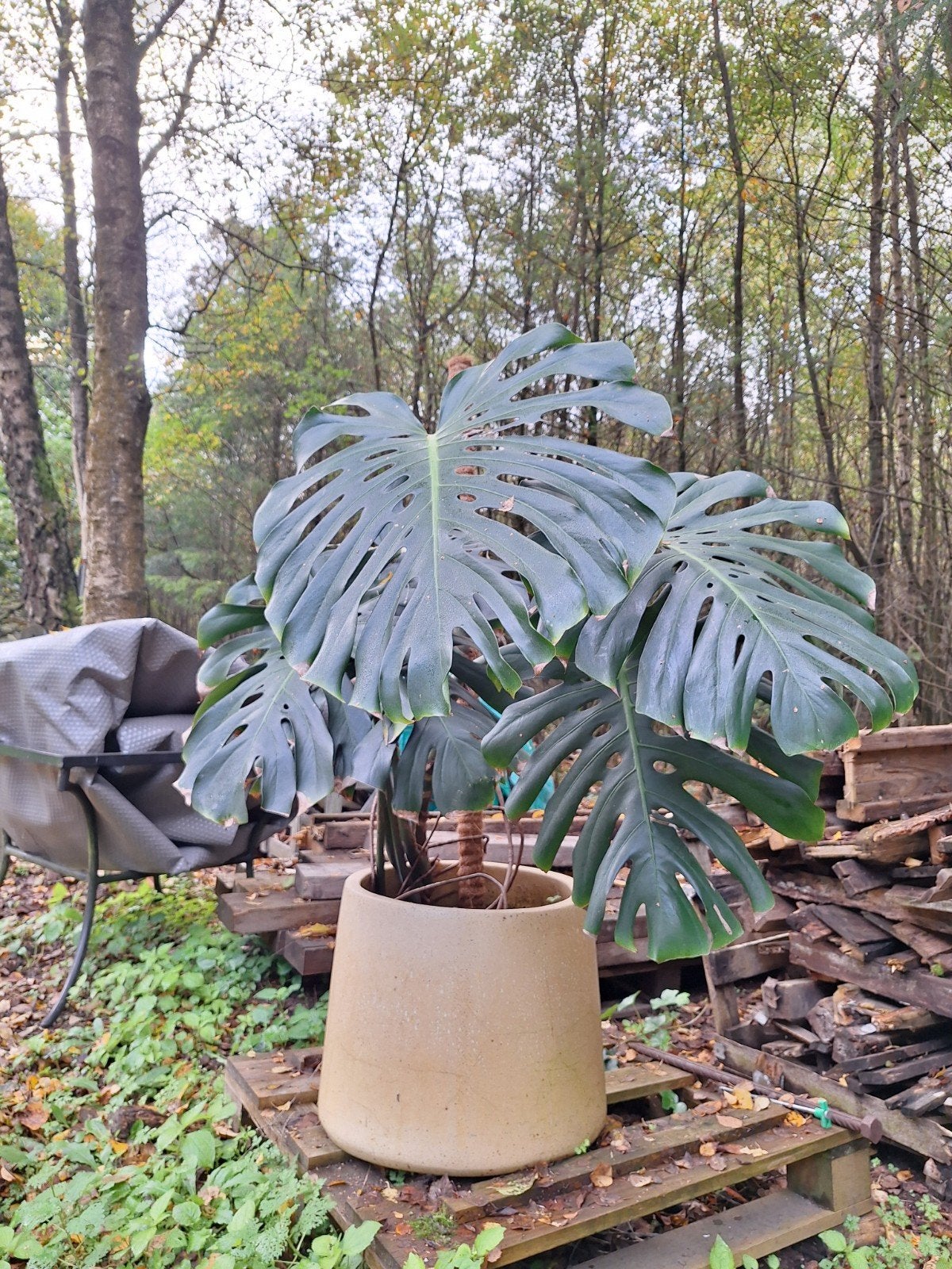 Monstera plant groot, Enlèvement