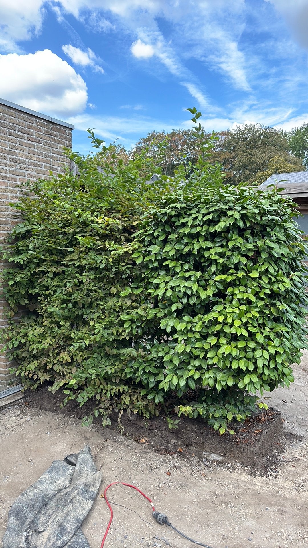 Gratis volwassen struiken, 2 soorten, zelf uit te halen, Ophalen, Haag, 100 tot 250 cm