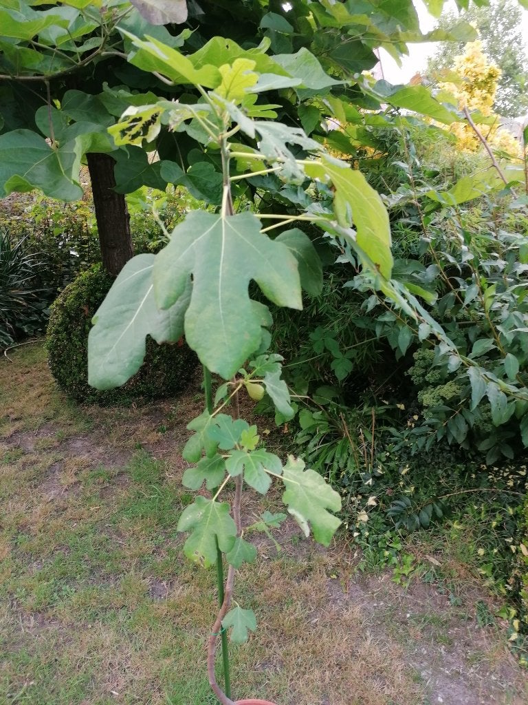 figuier, Jardin & Terrasse, Plantes | Arbres fruitiers, Figuier, Moins de 100 cm, Plein soleil, En pot, Enlèvement