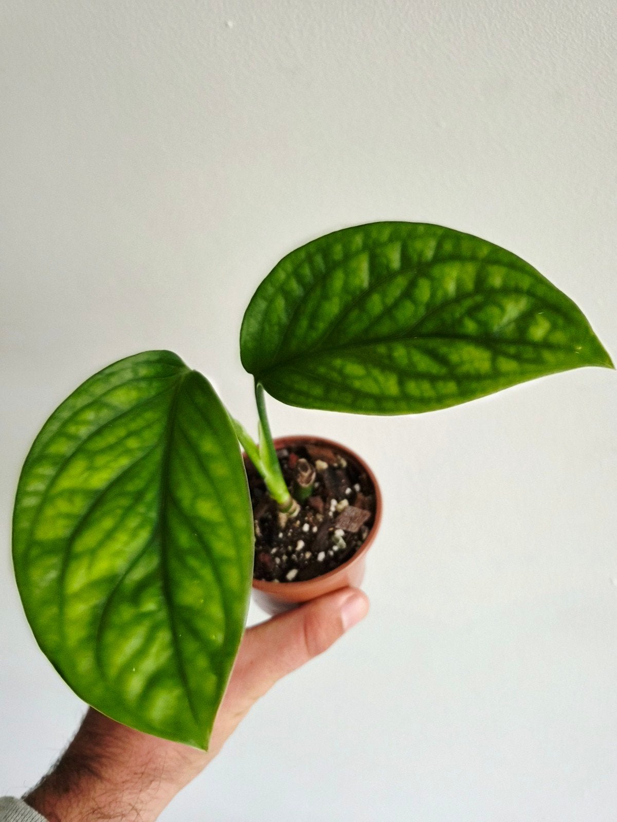 Monstera Pinnatipartita, Autres espèces, En pot, Enlèvement ou Envoi, Moins de 100 cm