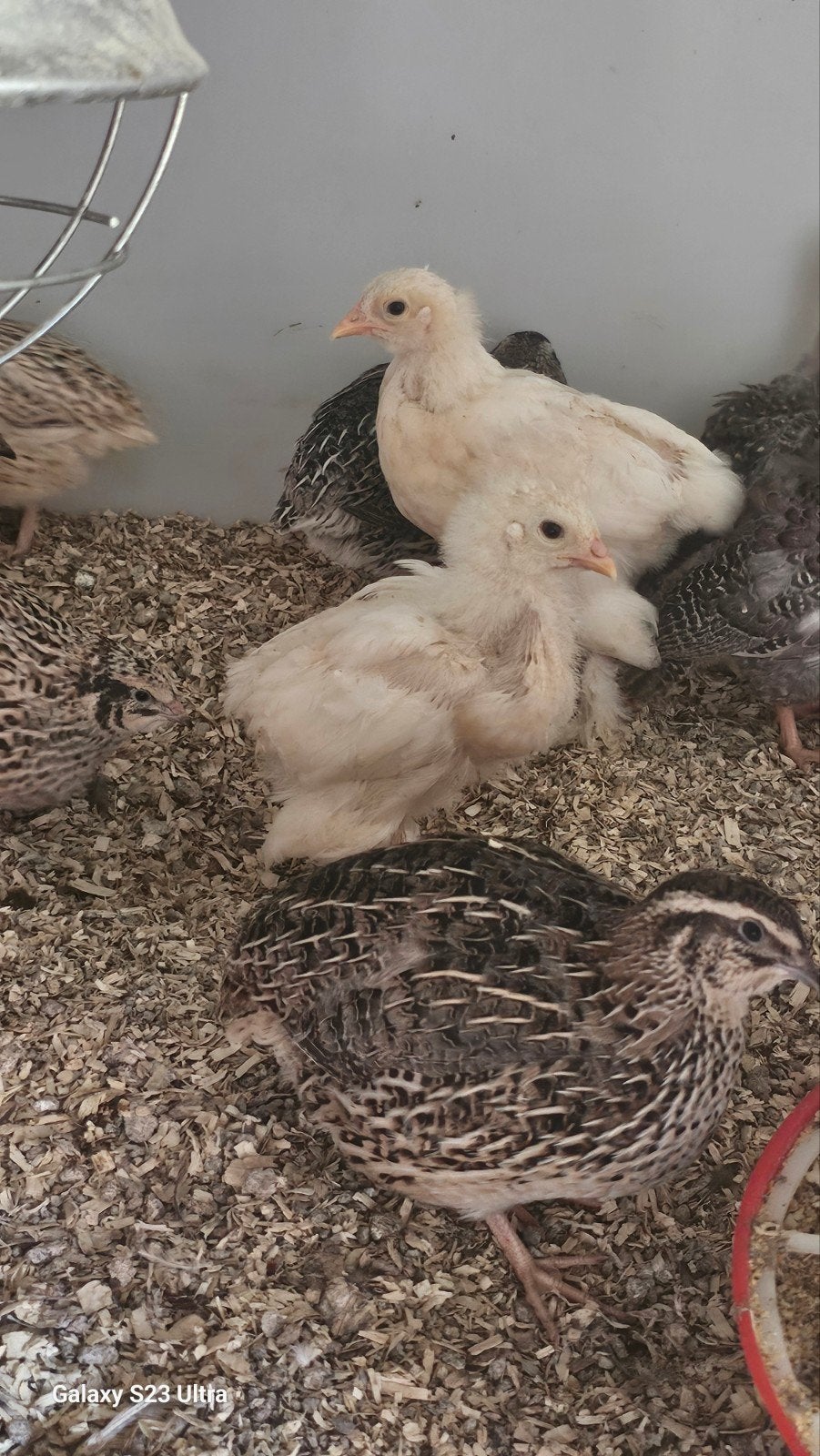 3 brahma kuikens licht gekleurd., Plusieurs animaux, Poule ou poulet