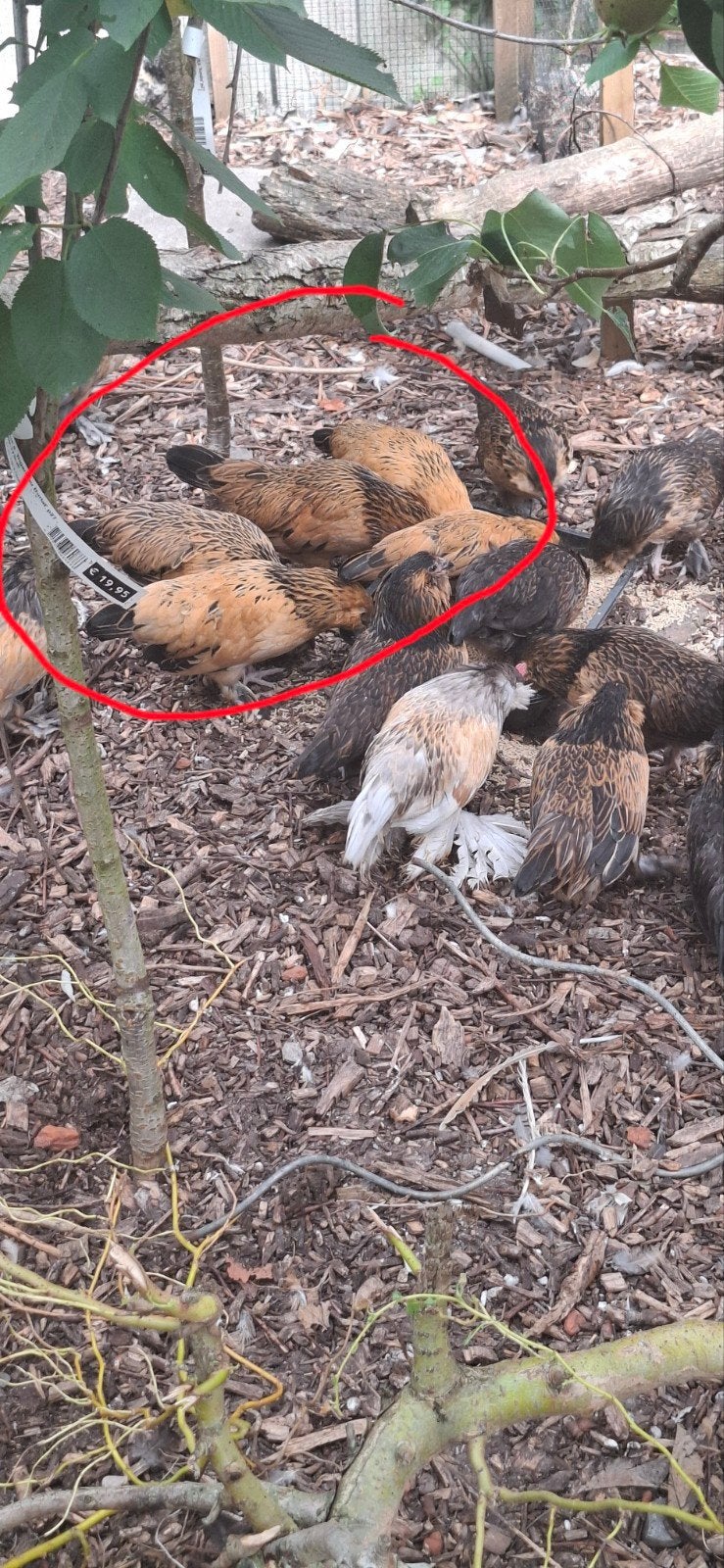 Baardkriel hennen, Dieren en Toebehoren, Pluimvee