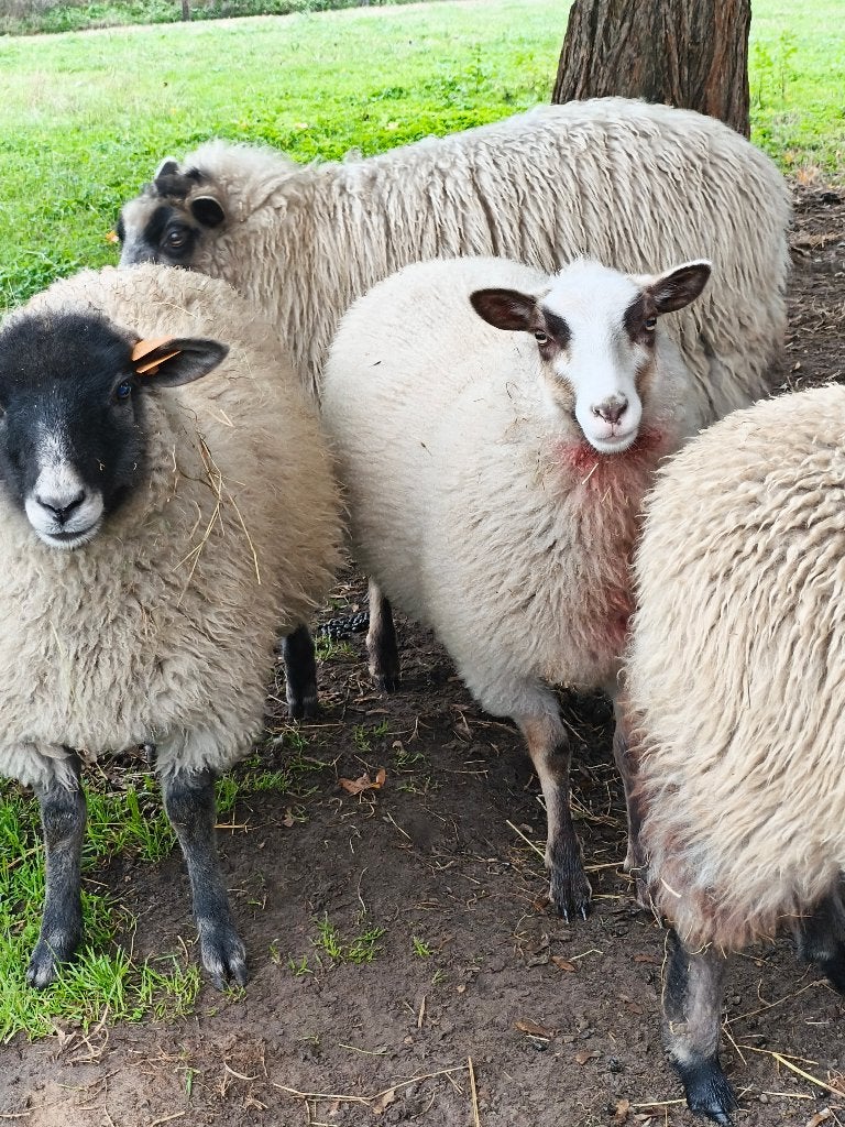 2 jonge ooien, Dieren en Toebehoren
