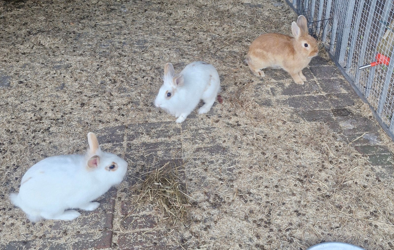 dwergkonijnen trio, Dieren en Toebehoren, Pluimvee
