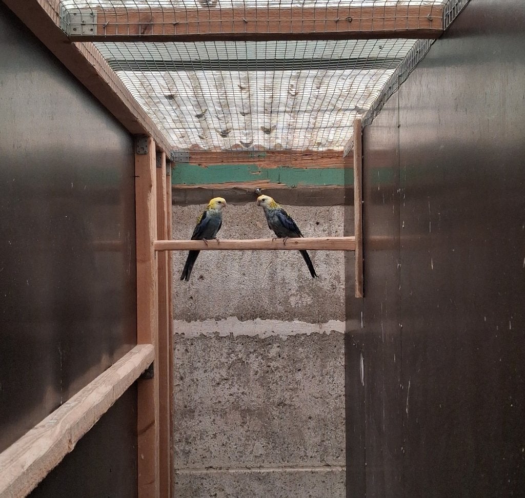 Bleekkop Rosella Koppel 2022, Dieren en Toebehoren, Vogels | Parkieten en Papegaaien, Meerdere dieren, Parkiet, Geringd