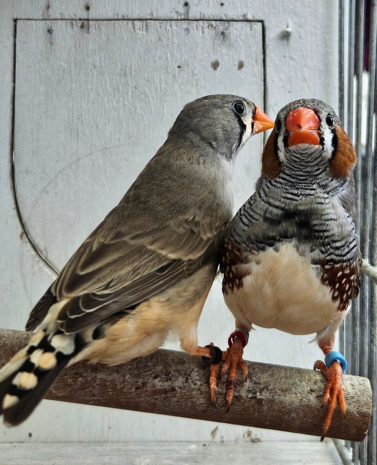 Jong koppel zebravinken, Dieren en Toebehoren, Tropenvogel, Geringd