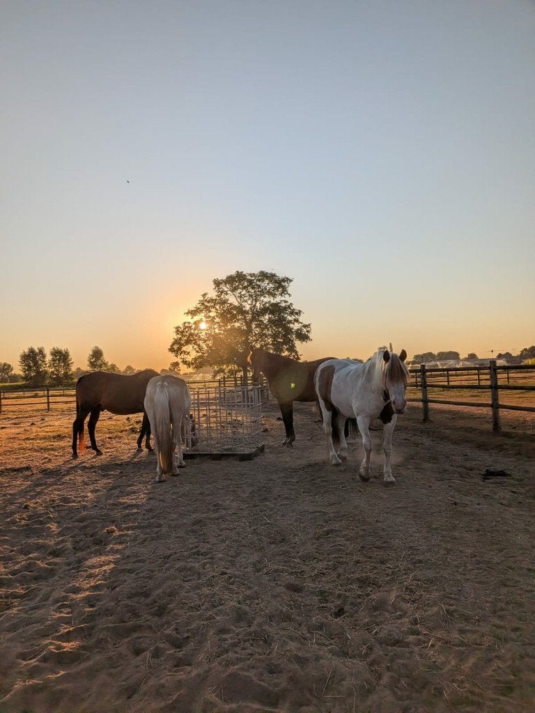 Weide met stal te huur, Dieren en Toebehoren, Stalling, 2 of 3 paarden of pony's