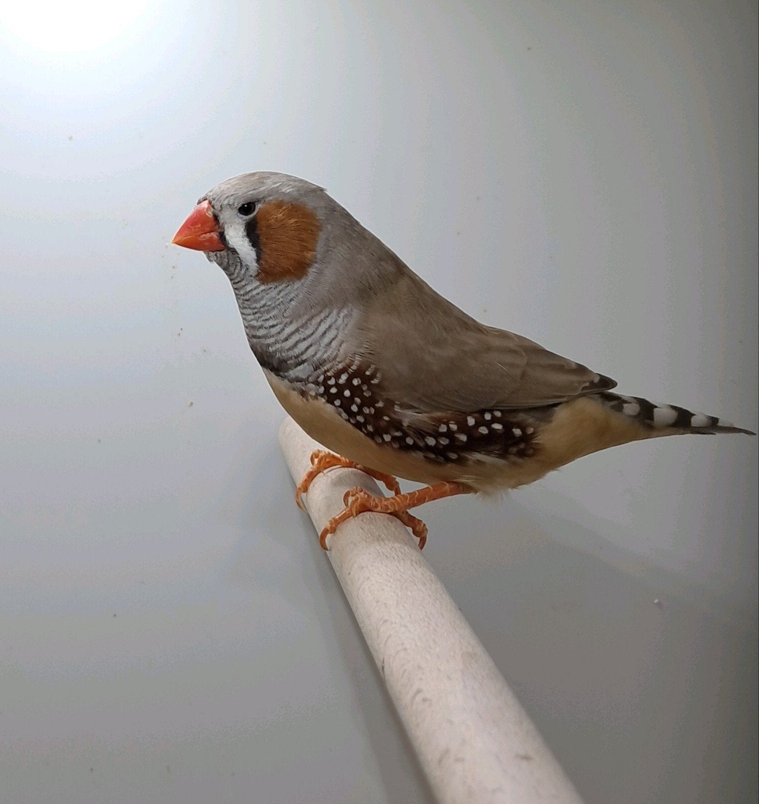 grootte Bruine zebravinken, Meerdere dieren, Tropenvogel, Geringd