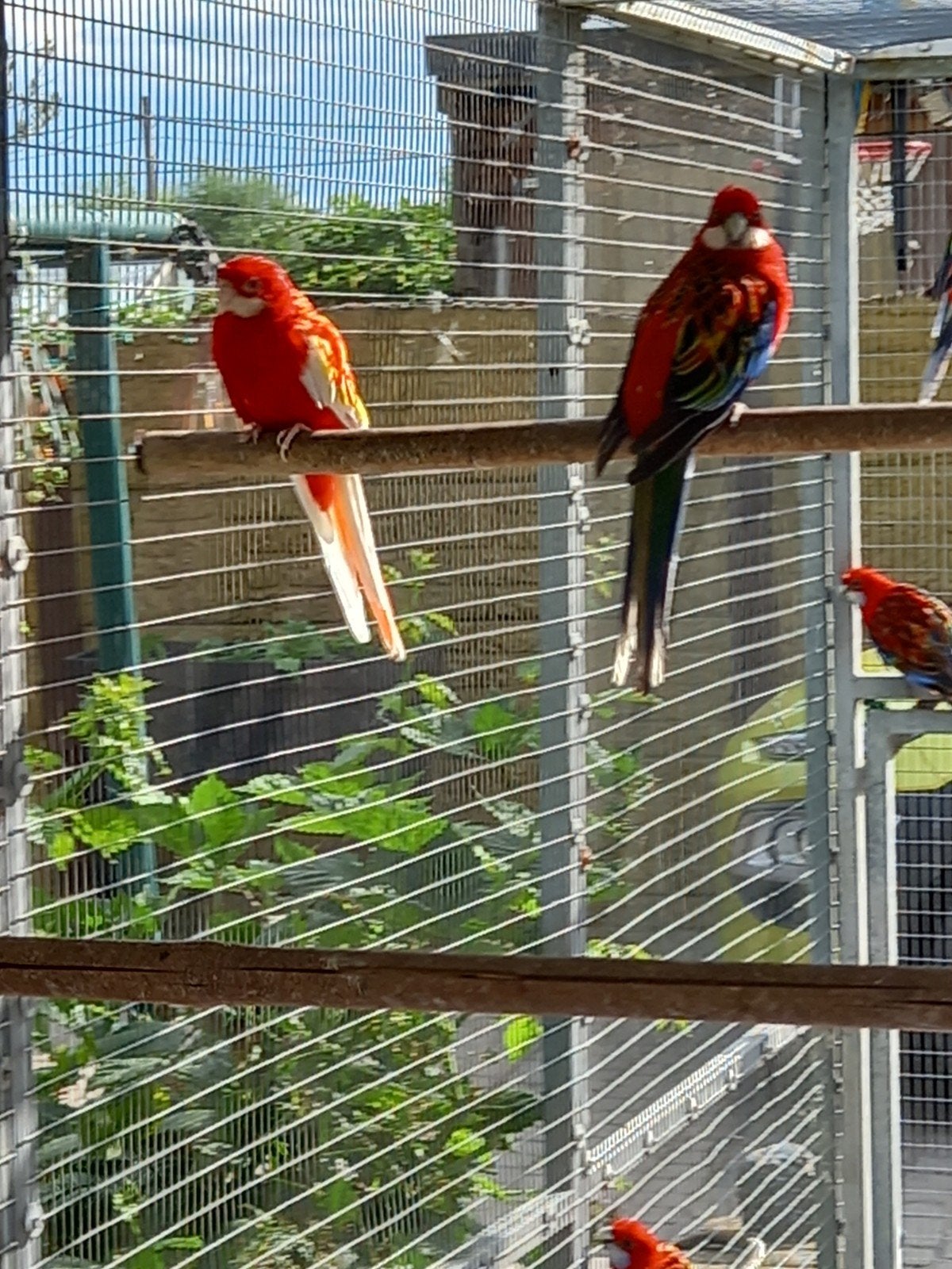 Rosella' s 30€ / stuk, Animaux & Accessoires, Oiseaux | Perruches & Perroquets