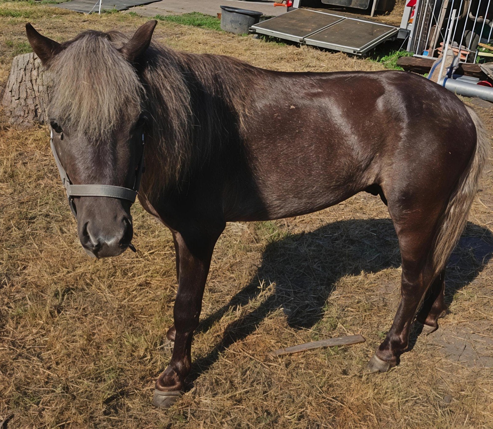 Aanhankelijk mini paardje, Dieren en Toebehoren, Pony's, Ruin, Onbeleerd, A pony (tot 1.17m), 3 tot 6 jaar, Gechipt, Ontwormd