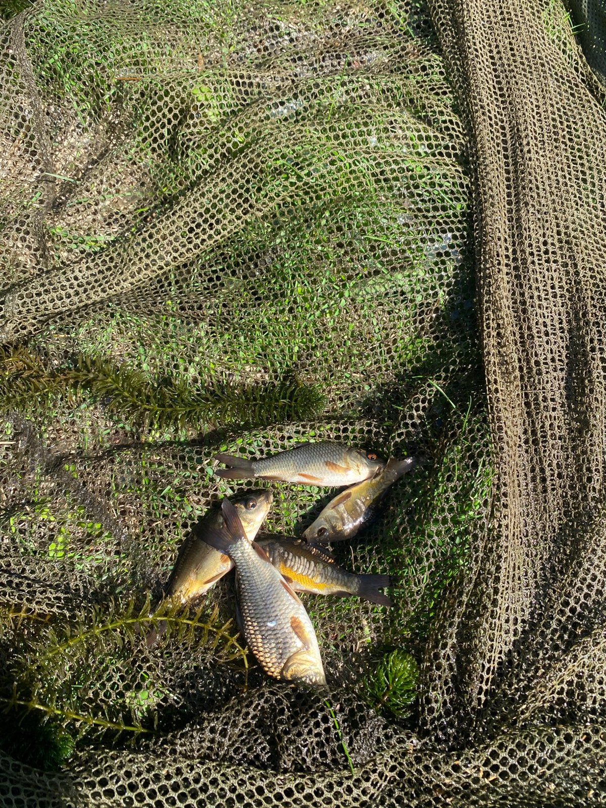 Kleine karpertjes (spiegel en schub), Dieren en Toebehoren, Karper of Koi
