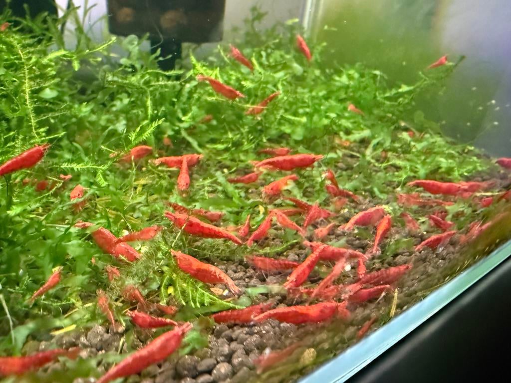 Rode garnalen red cherry te koop, Dieren en Toebehoren