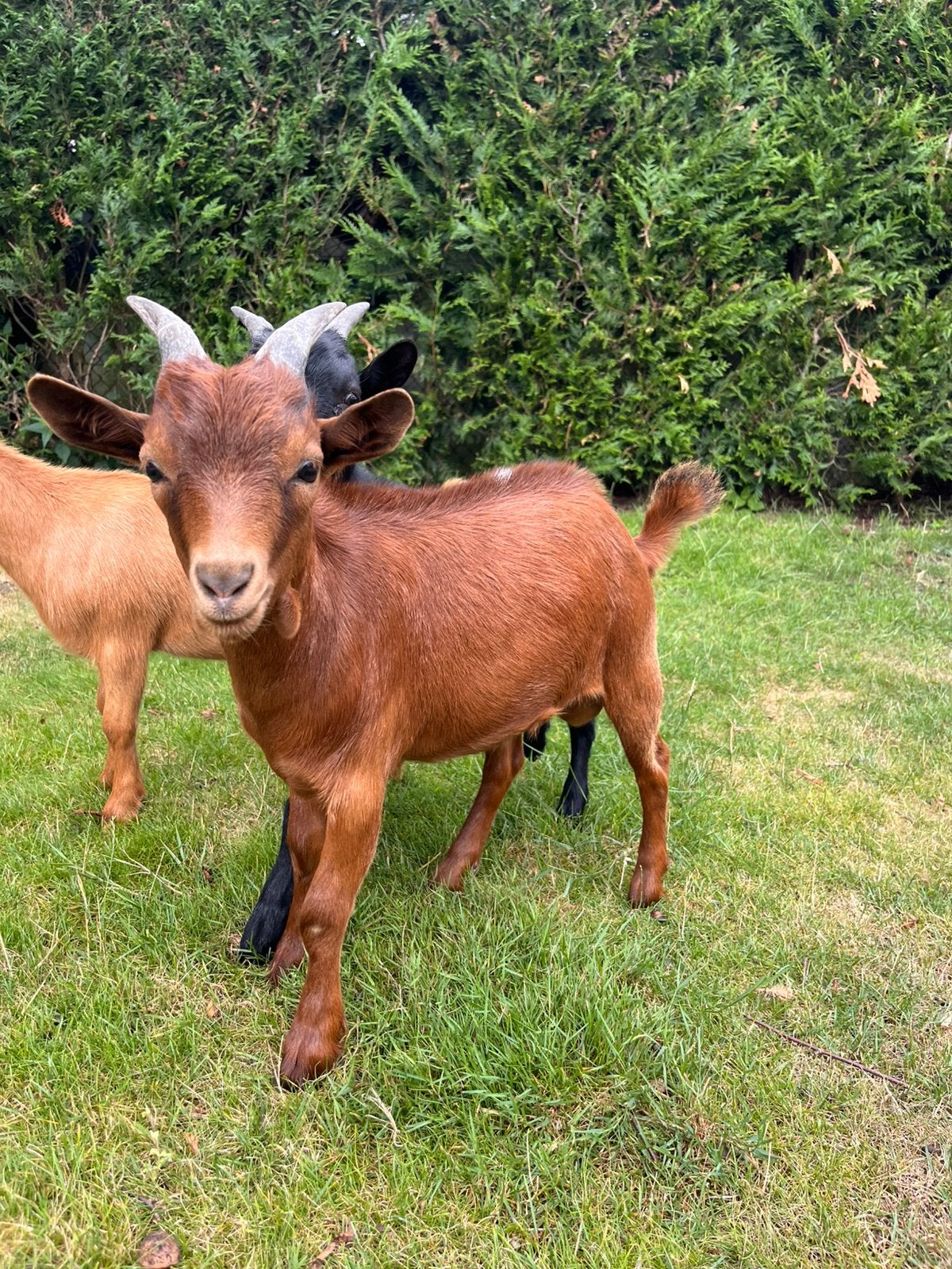 Mooi dwerggeit bokje - abrikoos kleurig, Dieren en Toebehoren, Schapen, Geiten en Varkens