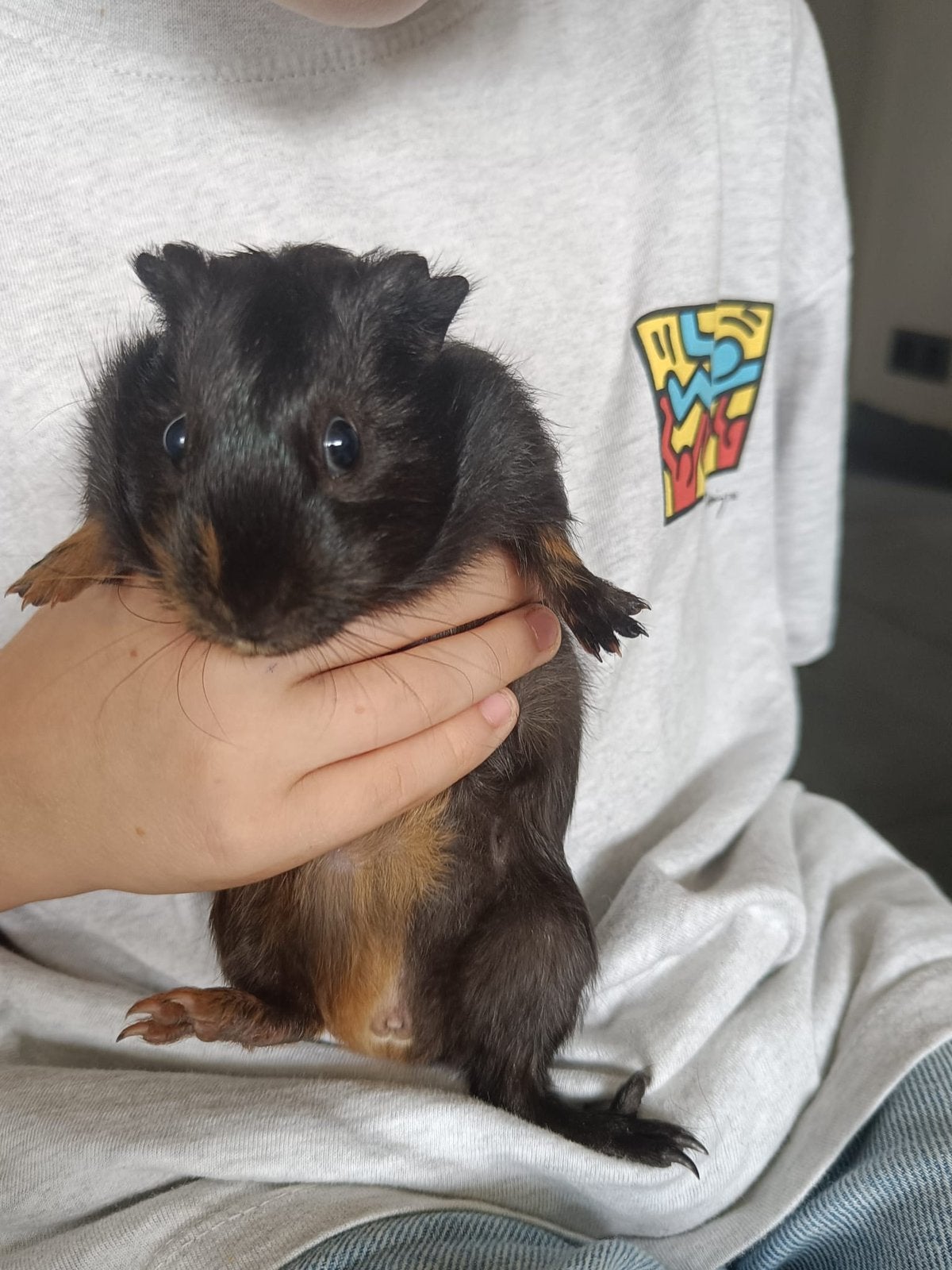 Gratis cavia beertje, Dieren en Toebehoren, Cavia, Augustus, Mannelijk, Tam