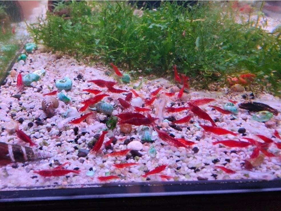 30 rode garnalen op kraanwater. €40