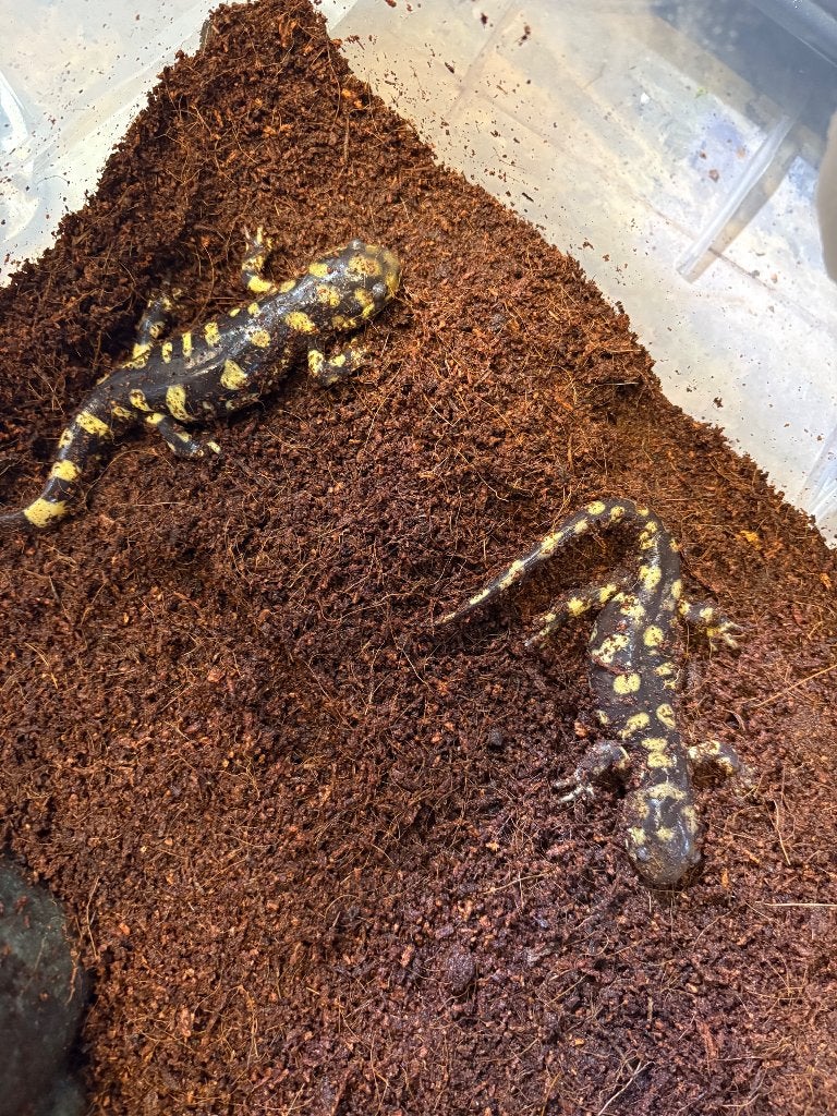 Tijgersalamanders, Animaux & Accessoires, Reptiles & Amphibiens, Amphibien, 0 à 2 ans