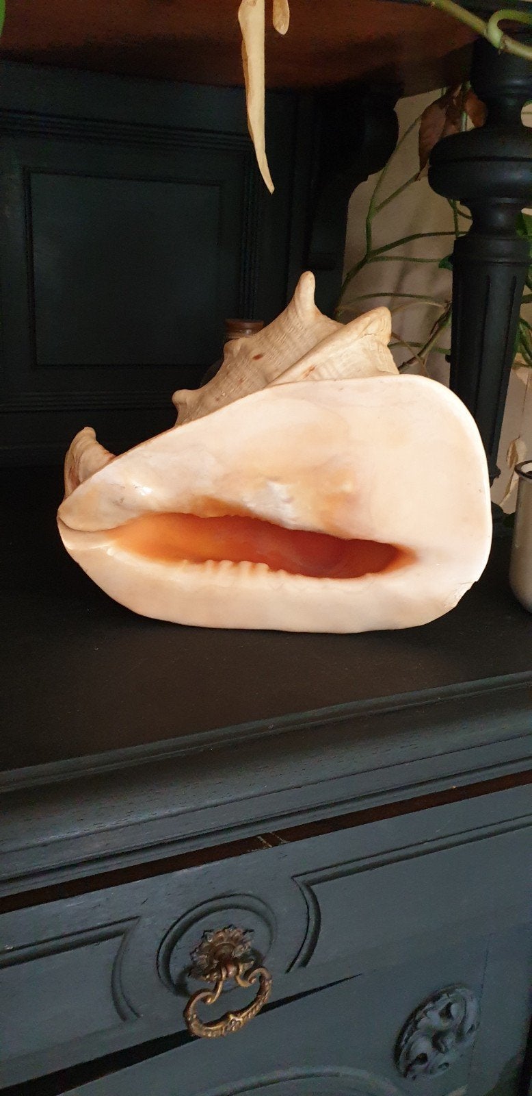 grand coquillage casque cornu, Enlèvement
