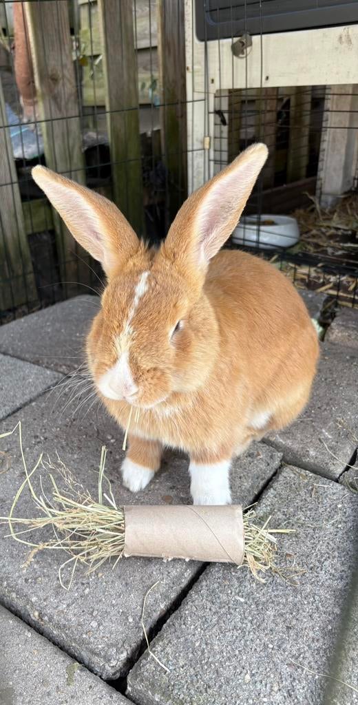 Mannetjes konijn 6 maand jong, Oreilles tombantes