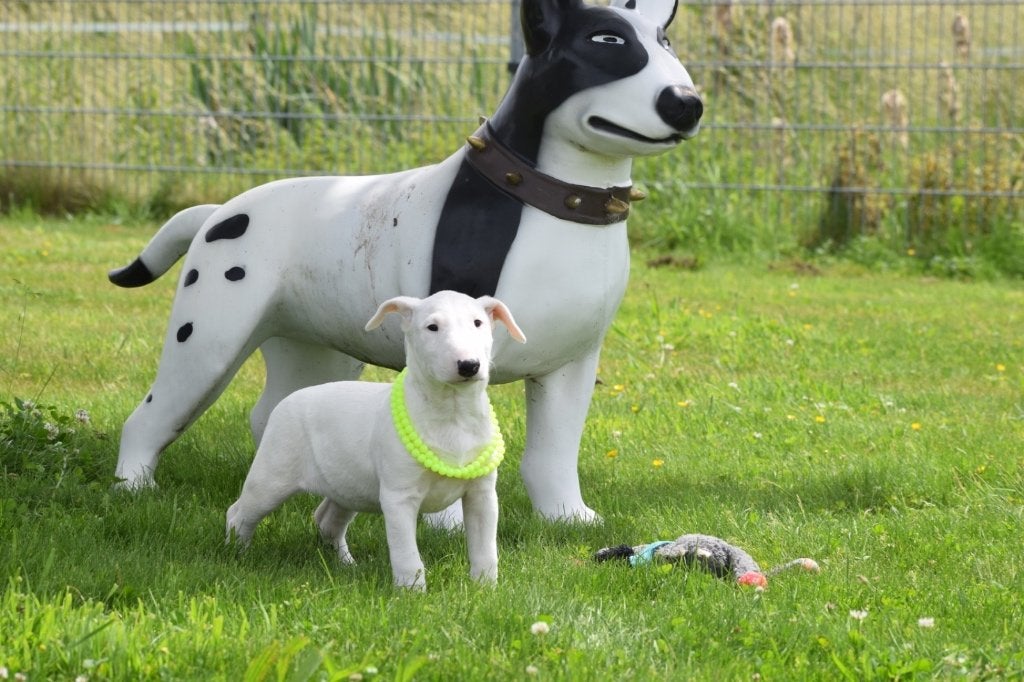 Bull terrier pups, Bull Terriër, 15 weken tot 1 jaar, Buitenland, Parvo