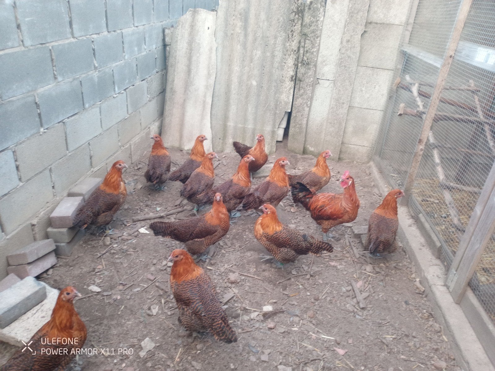 legkippen, Dieren en Toebehoren