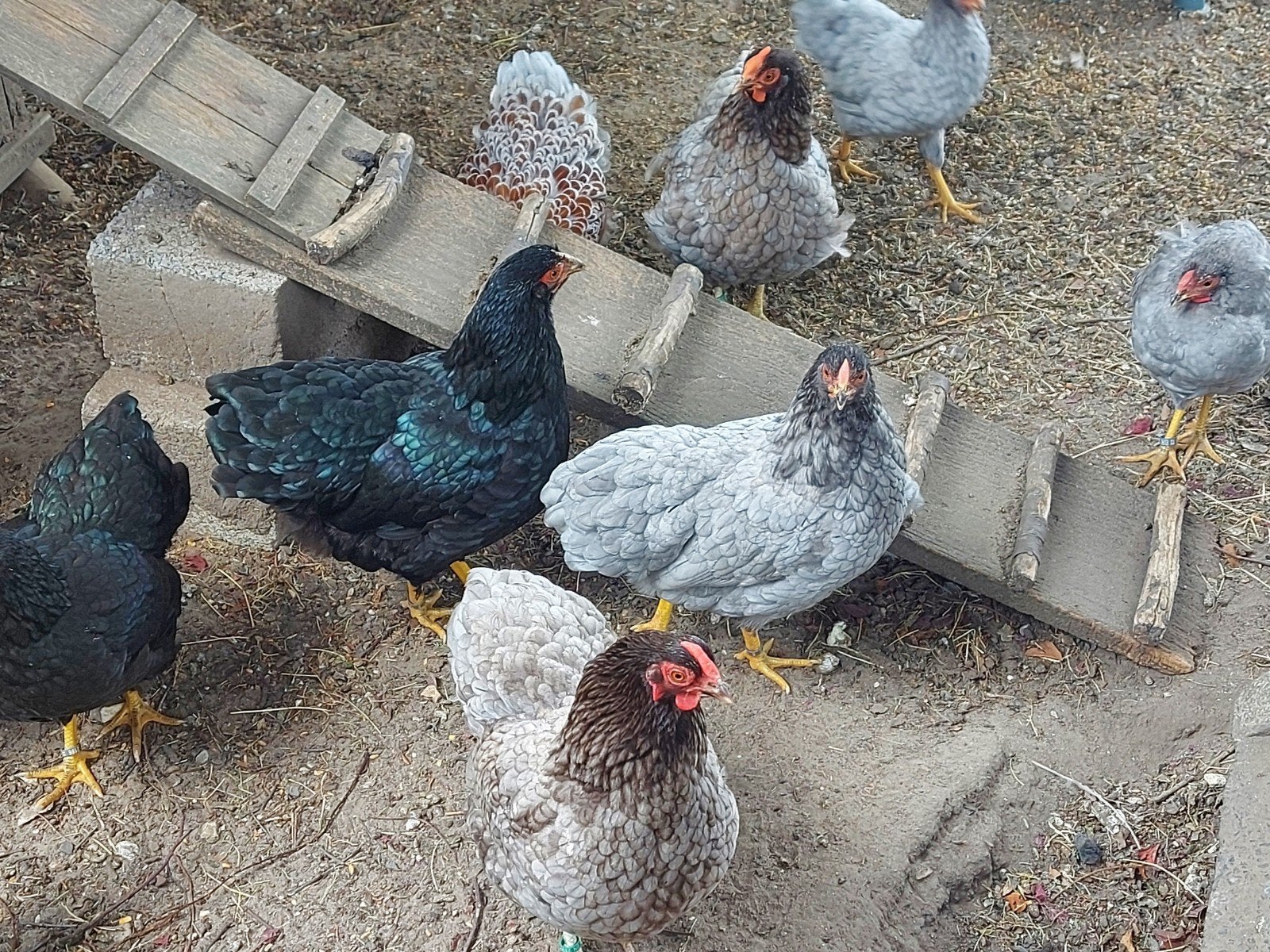Wyandotte kriel, Dieren en Toebehoren