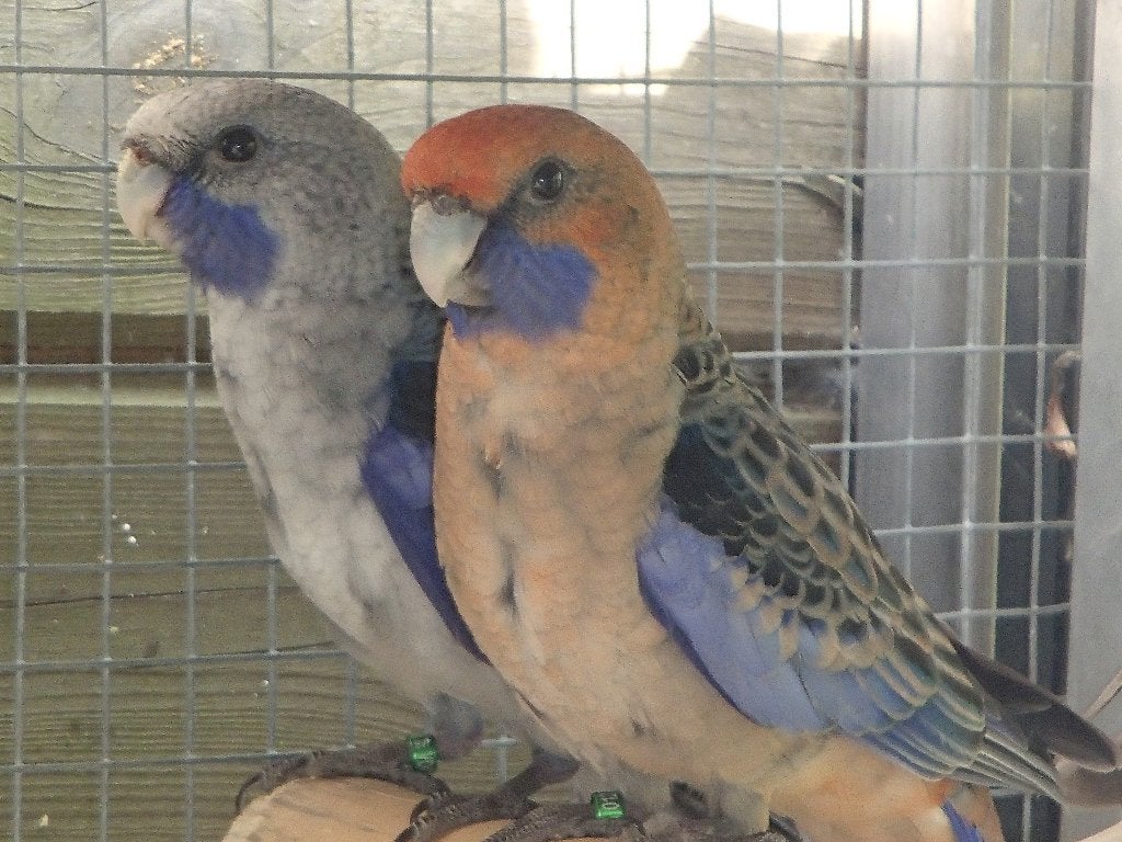 pennanten, Plusieurs animaux, Perruche, Bagué