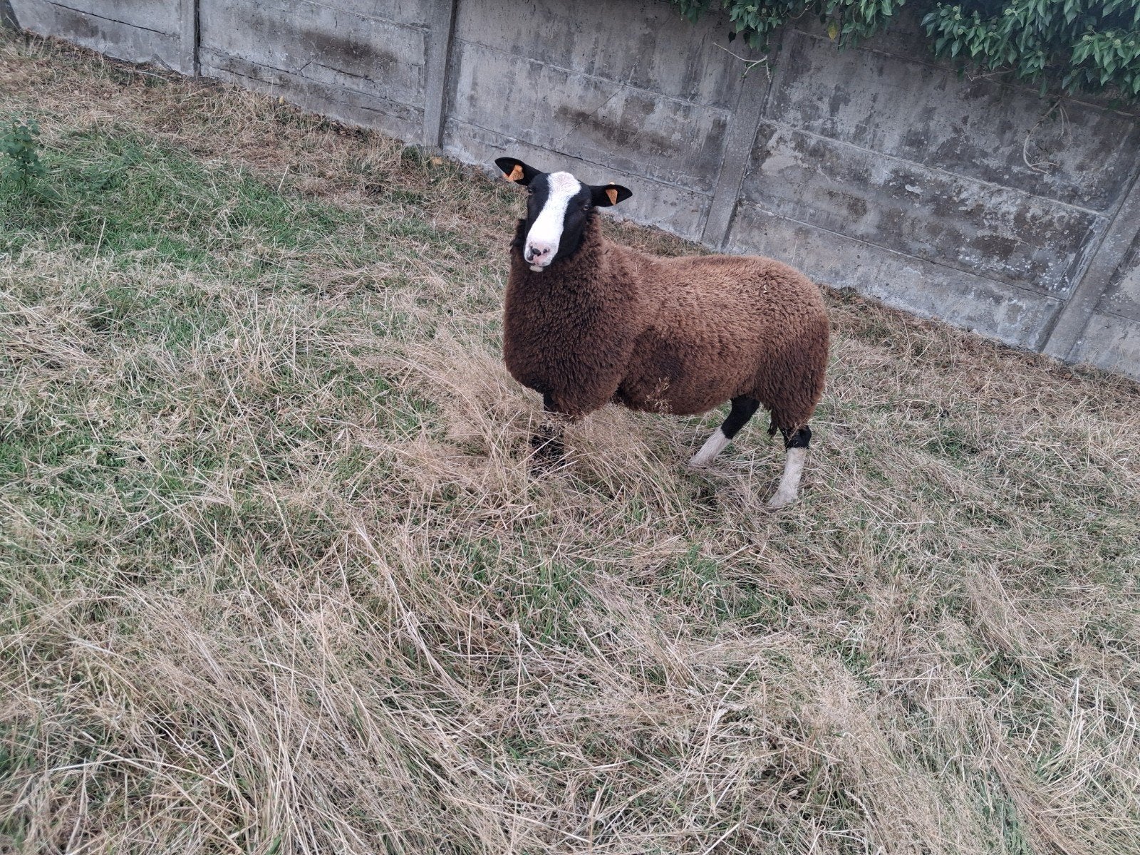 Zwartbles dekbok, Mannelijk, Schaap, 0 tot 2 jaar