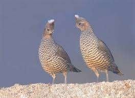 Blauwschubben Kwartels, Dieren en Toebehoren, Geringd