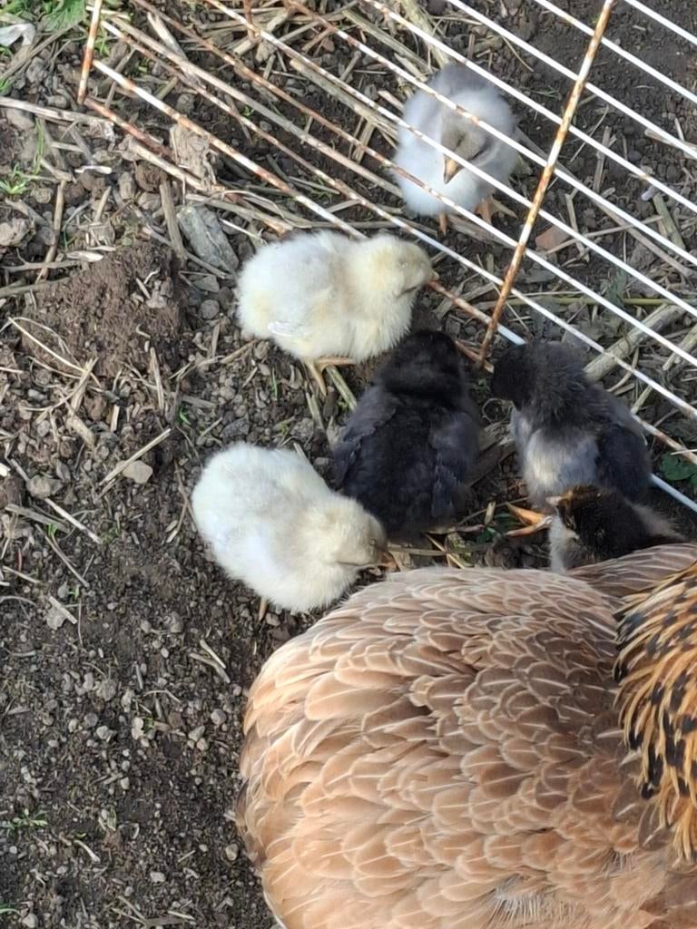 Poussins araucana et Wyandottes