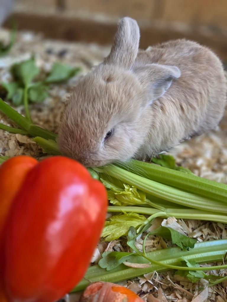 Vlaamse reus voedster, Dieren en Toebehoren, Konijnen