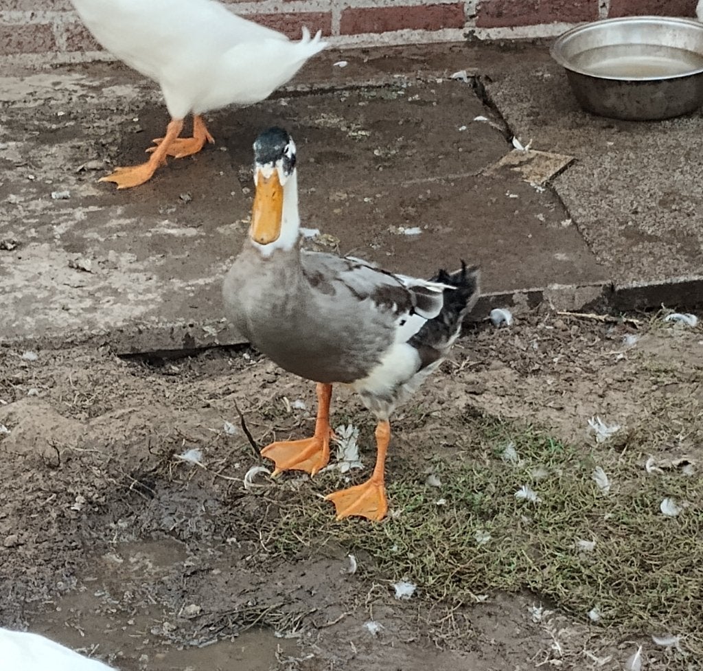 Indische loopeenden, Sexe inconnu, Canard