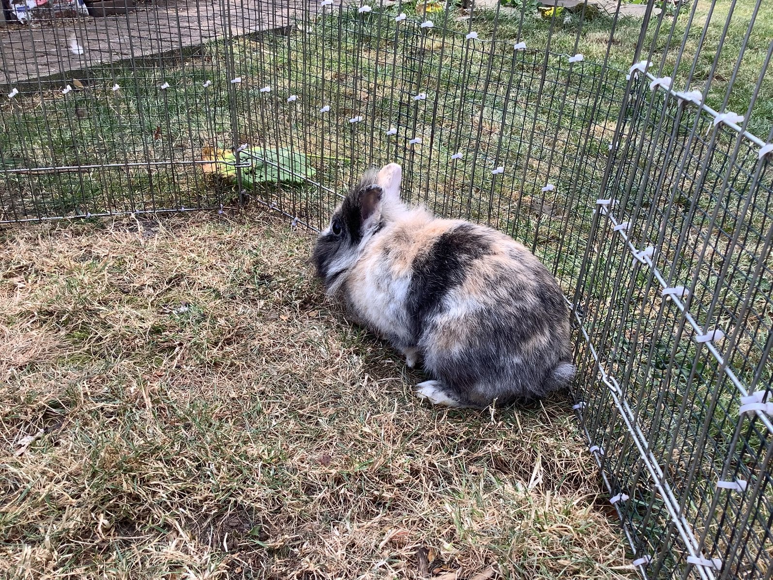 Leeuwenkopjes, Dieren en Toebehoren, Konijnen, Meerdere dieren, Middelgroot, 0 tot 2 jaar
