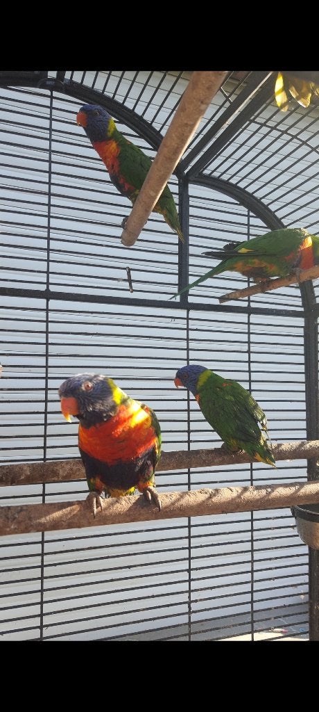 350 euro koppel lori van blauwe bergen, Dieren en Toebehoren, Meerdere dieren, Papegaai