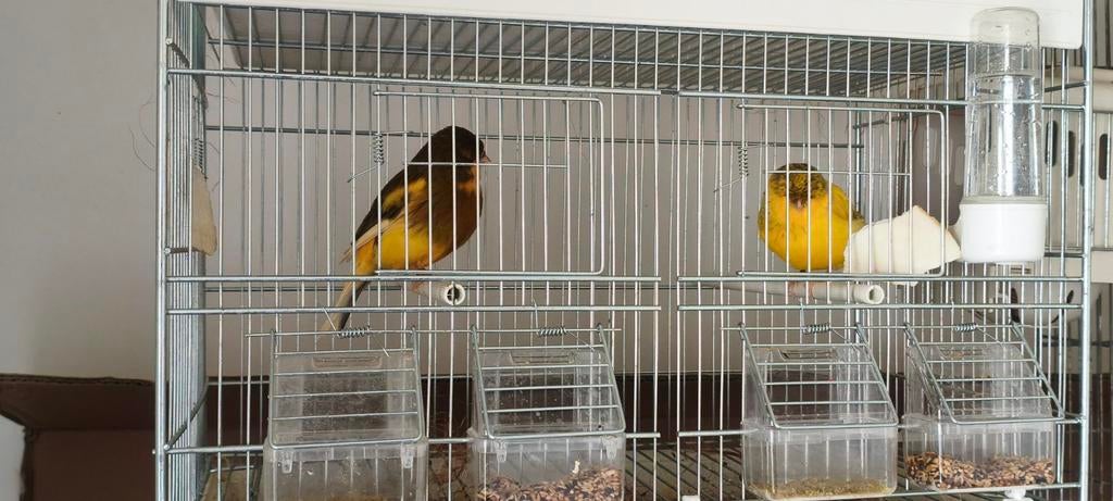 Canaris Norwich, Enlèvement ou Envoi